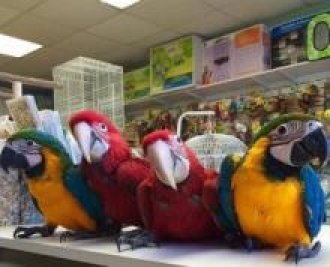 Loros bebé y huevos de loro para vente