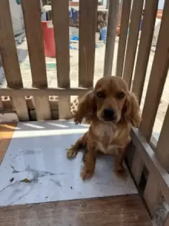 Cocker spaniel hembra 