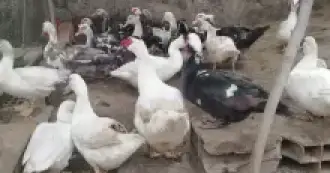 VENDO PATOS DE CORRAL PARA CRIANZA O CONSMUMO