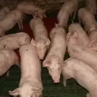 Ventas de cerdos y lechones 