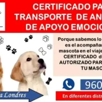 CERTIFICADO APOYO EMOCIONAL