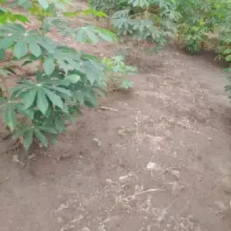 Terrenos en tarapoto