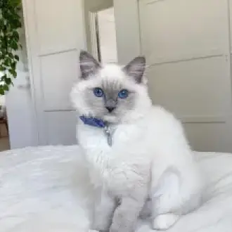 Adorables gatitos Ragdoll macho y hembra.