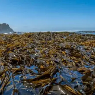 SEAWEED PERUVIAN EXPORT FROM PERU