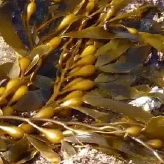 Mcrocystis pyrifera chopped brown peru