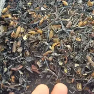 Macrocystis integrifolia chopped brown from peru