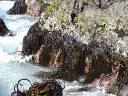 SEAWEED PERUVIAN EXPORT FROM PERU