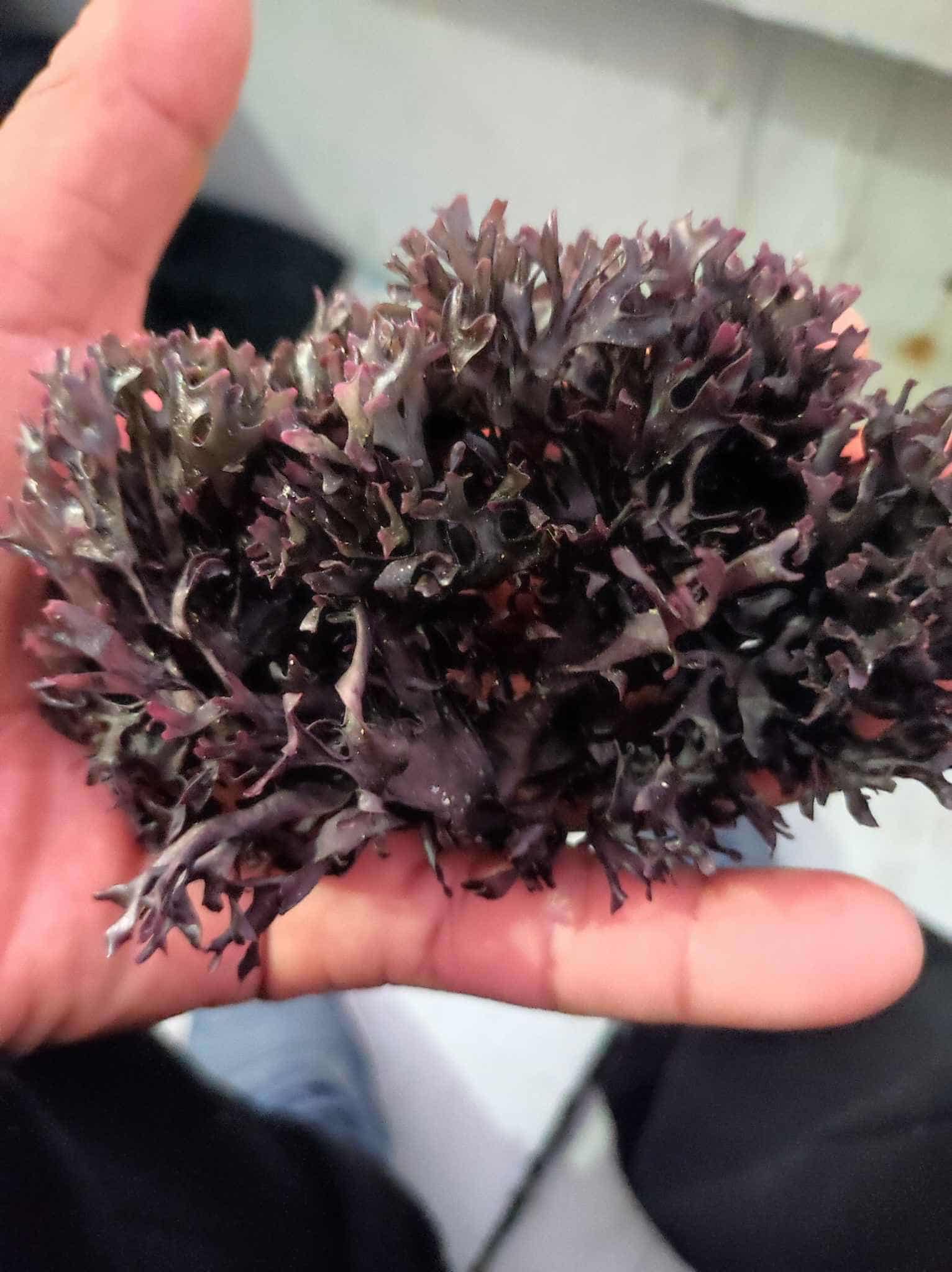 ALGAS MARINAS PERU EXPORT-SEAWEED PERU EXPORT