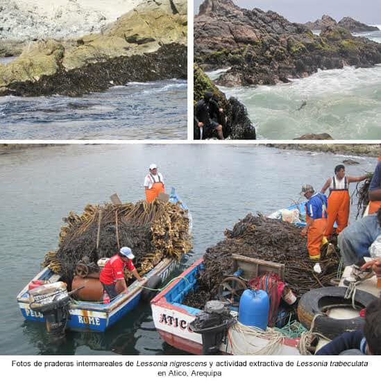 lessonia trabeculata chopped brown peru
