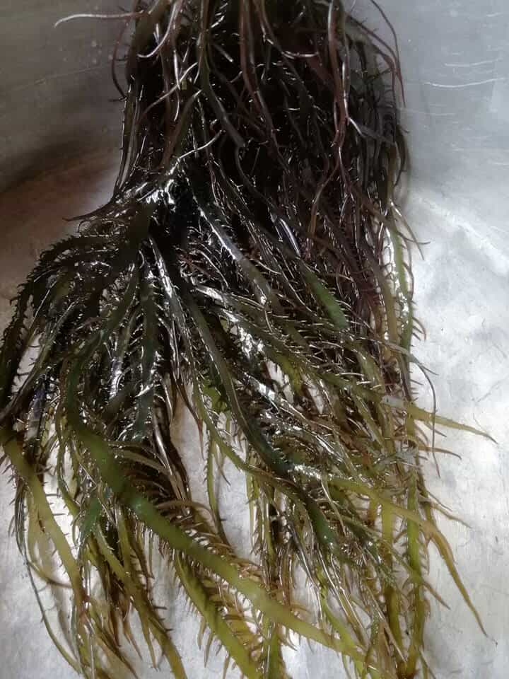 ALGAS MARINAS PERU EXPORT-SEAWEED PERU EXPORT