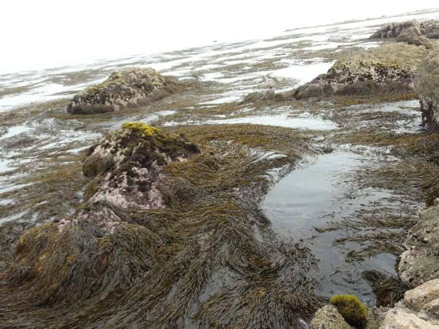 SEAWEED PERUVIAN EXPORT FROM PERU