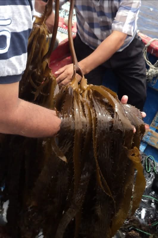 ALGAS MARINAS PERUVIAN EXPORT FROM PERU