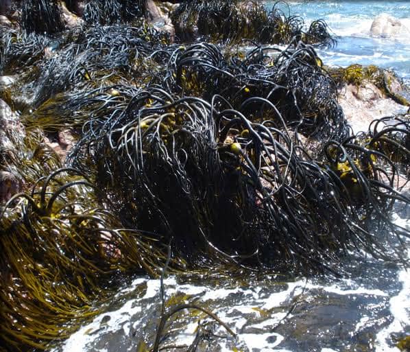 ALGAS MARINAS PERU EXPORT-SEAWEED PERU EXPORT