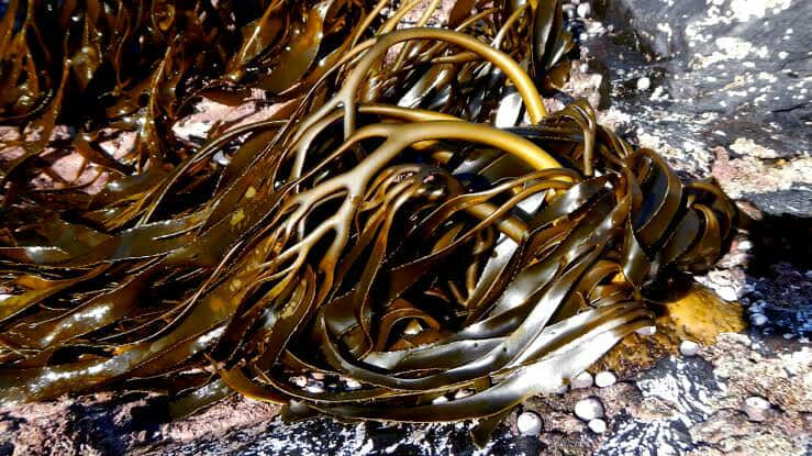 lessonia trabeculata chopped brown peru