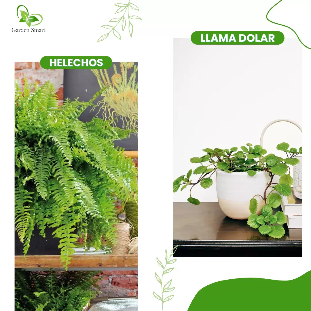 Plantas Plantas hogar Plantas jardín helechos