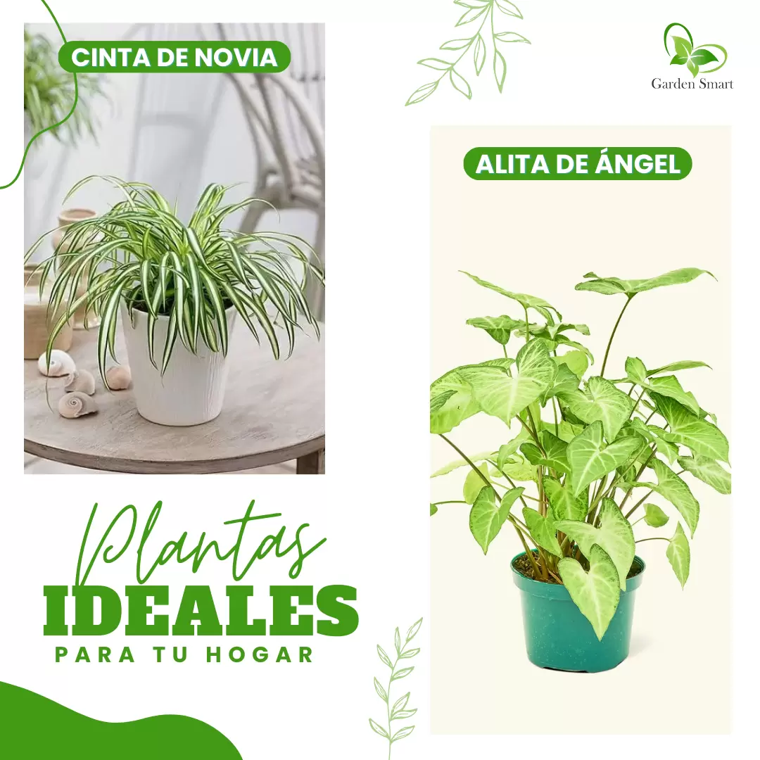 Plantas Plantas hogar Plantas jardín helechos