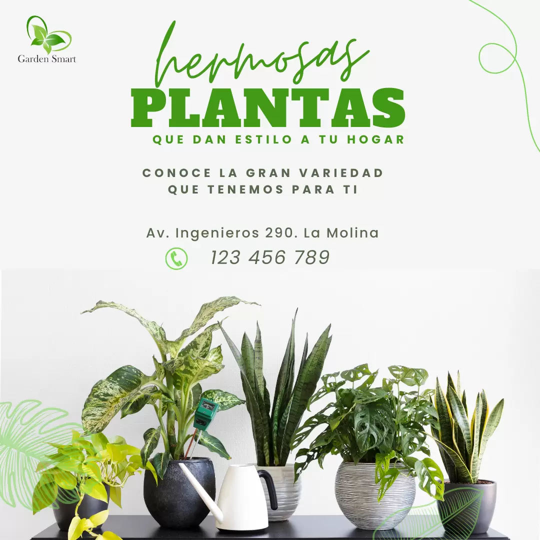 Plantas Plantas hogar Plantas jardín helechos