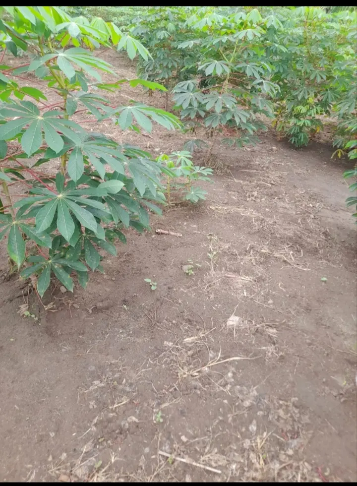 Terrenos en tarapoto