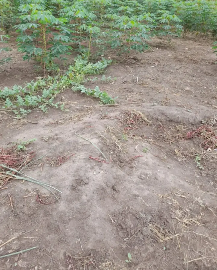 Terrenos en tarapoto