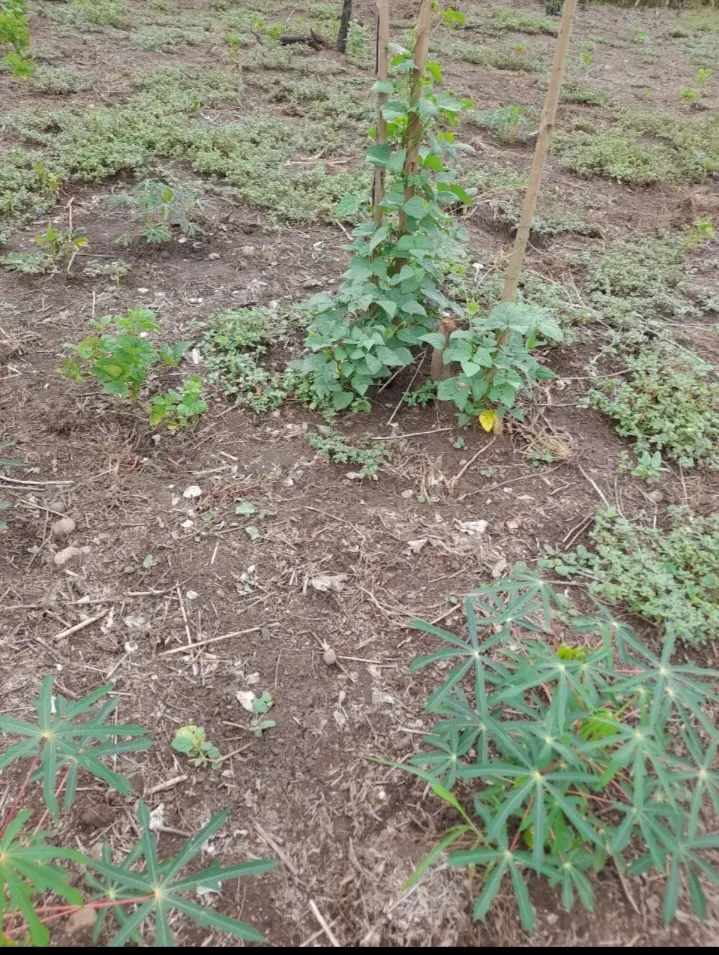Terrenos en tarapoto