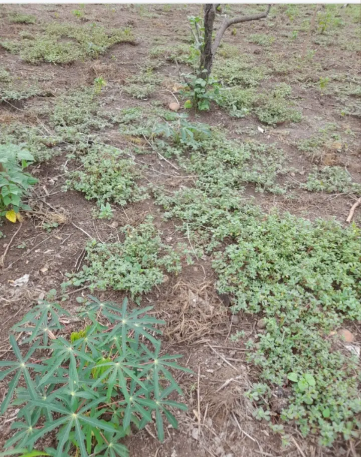 Terrenos en tarapoto