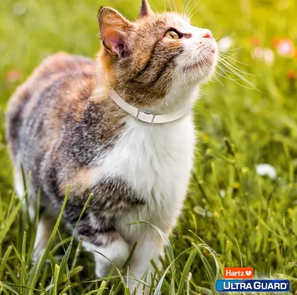 Collar Hartz Antipulgas Para Gatos Importado. Dura 7 Meses