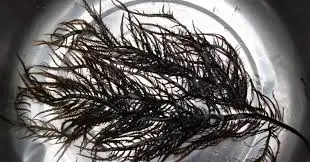 ALGAS MARINAS PERU EXPORT-SEAWEED PERU EXPORT