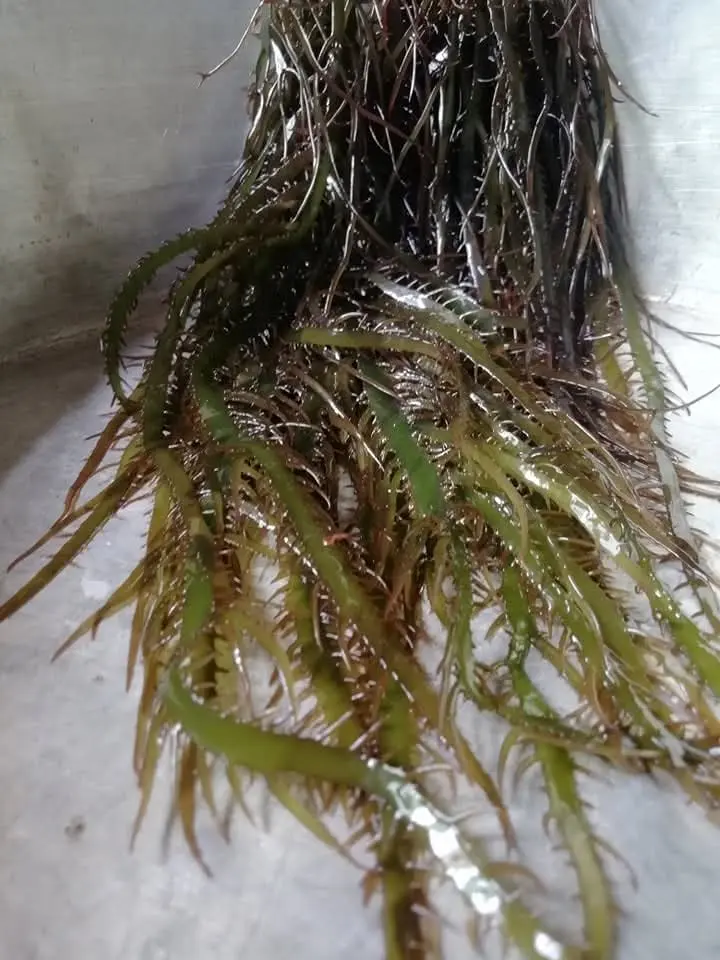 ALGAS MARINAS PERU EXPORT-SEAWEED PERU EXPORT