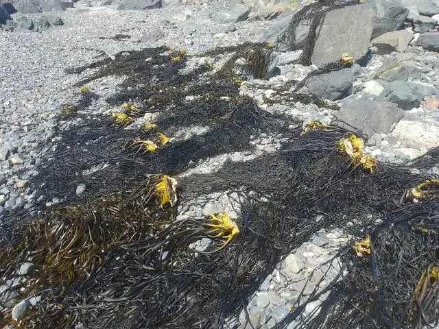 ALGAS MARINAS PERU EXPORT-SEAWEED PERU EXPORT