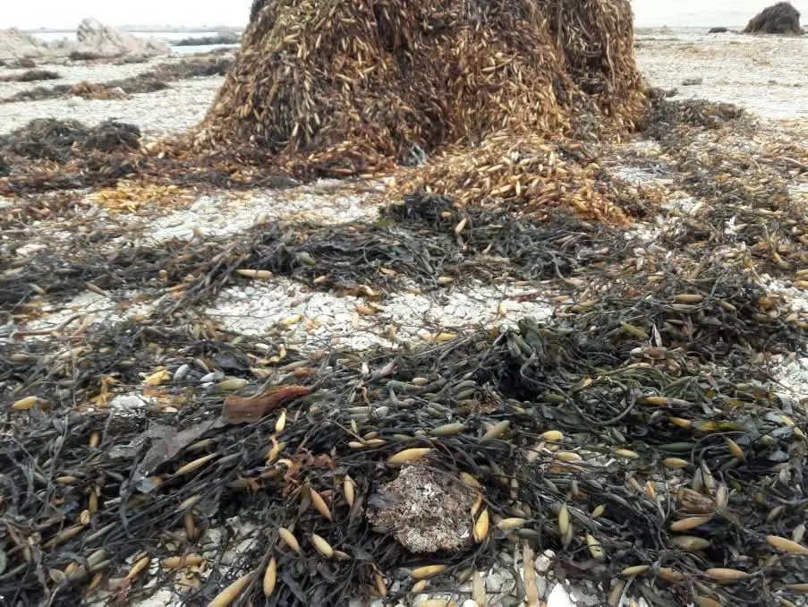 ALGAS MARINAS PERU EXPORT-SEAWEED PERU EXPORT