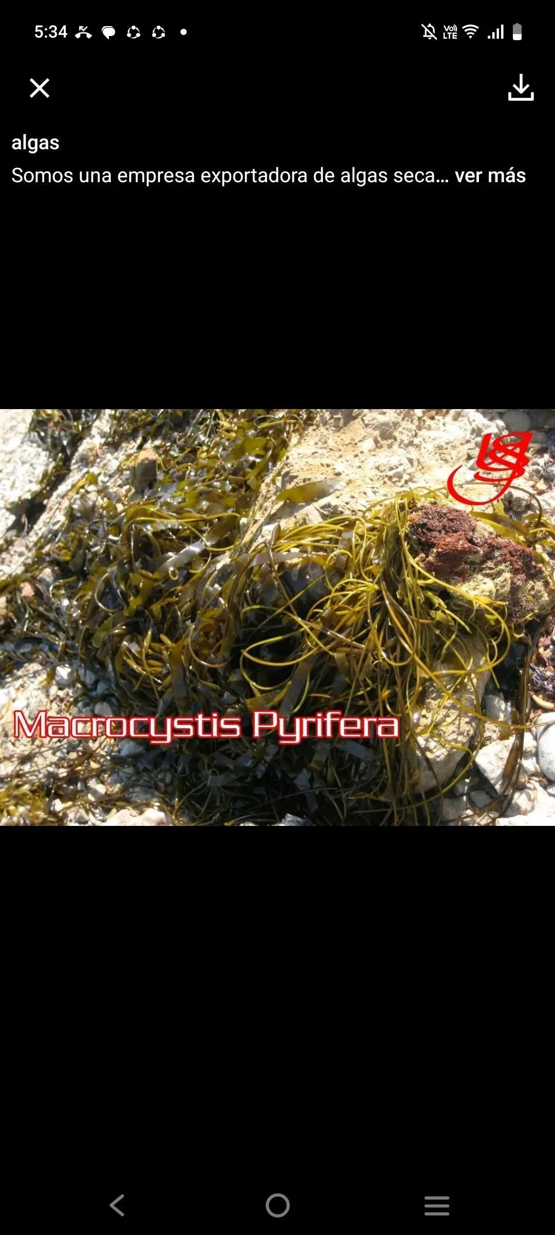 ALGAS MARINAS PERU EXPORT-SEAWEED PERU EXPORT