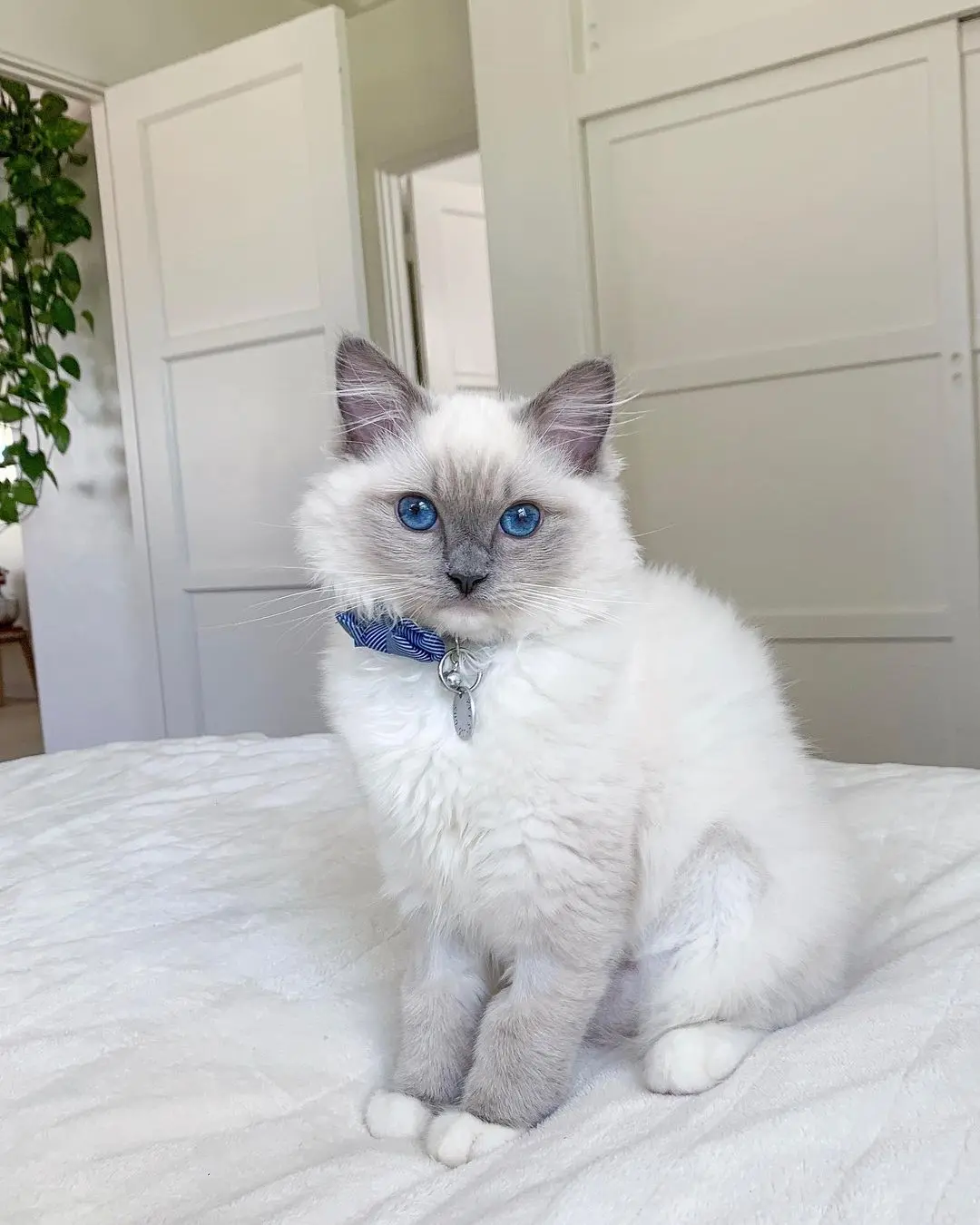 Adorables gatitos Ragdoll macho y hembra.