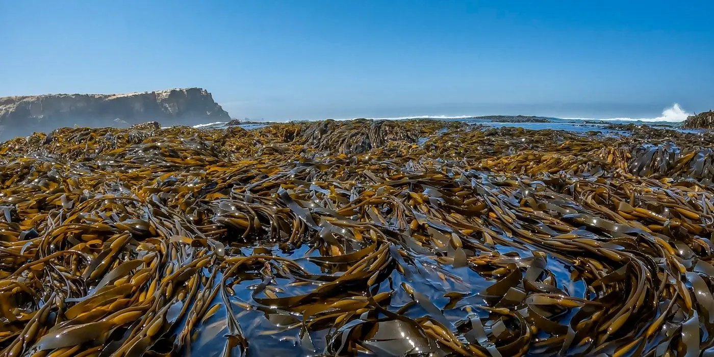 SEAWEED PERUVIAN EXPORT FROM PERU
