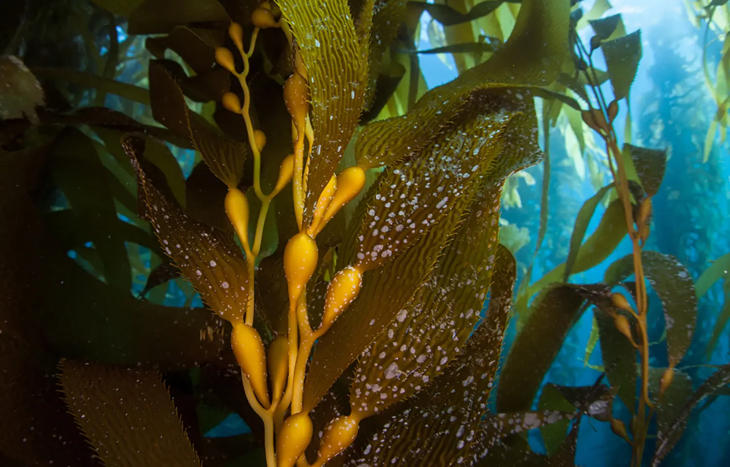 Mcrocystis pyrifera chopped brown peru