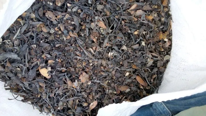 Mcrocystis pyrifera chopped brown peru