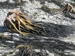 Lessonia  nigrescens brown chopped from peru