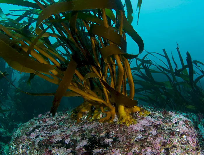 Lessonia  nigrescens brown chopped from peru