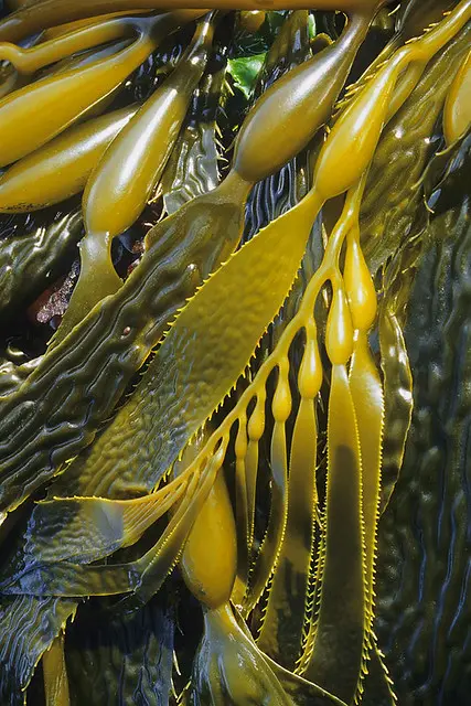 Macrocystis integrifolia chopped brown from peru