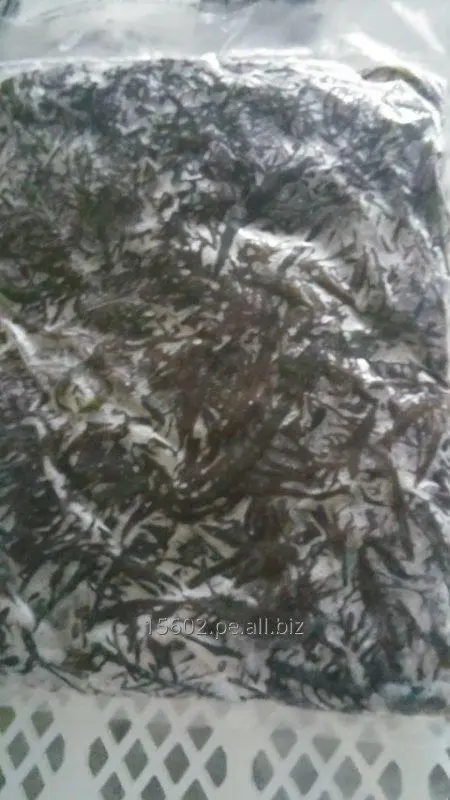 Algae yuyo marine frozen peruvian seaweed yuyo marino peru