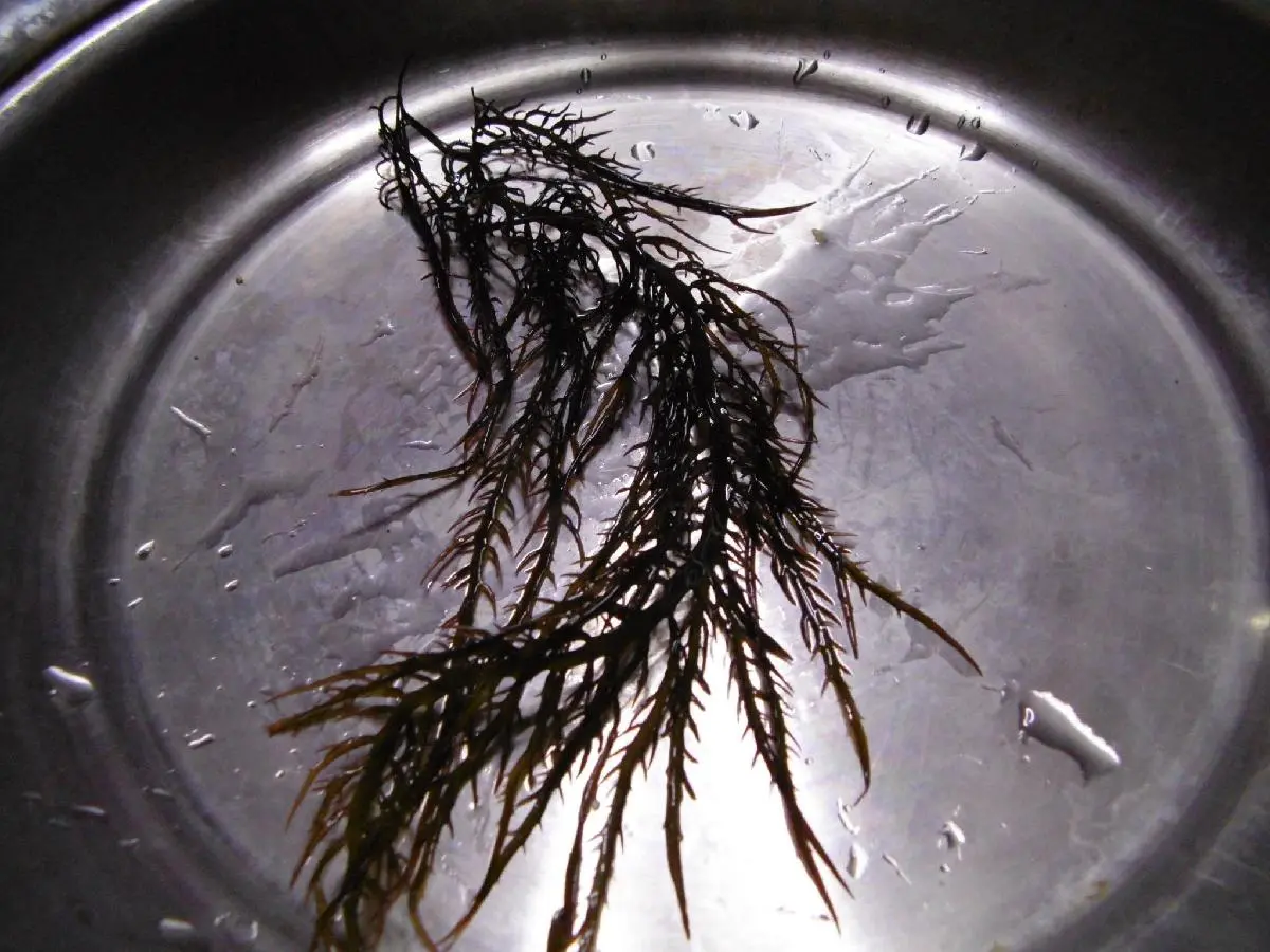Algae yuyo marine frozen peruvian seaweed yuyo marino peru
