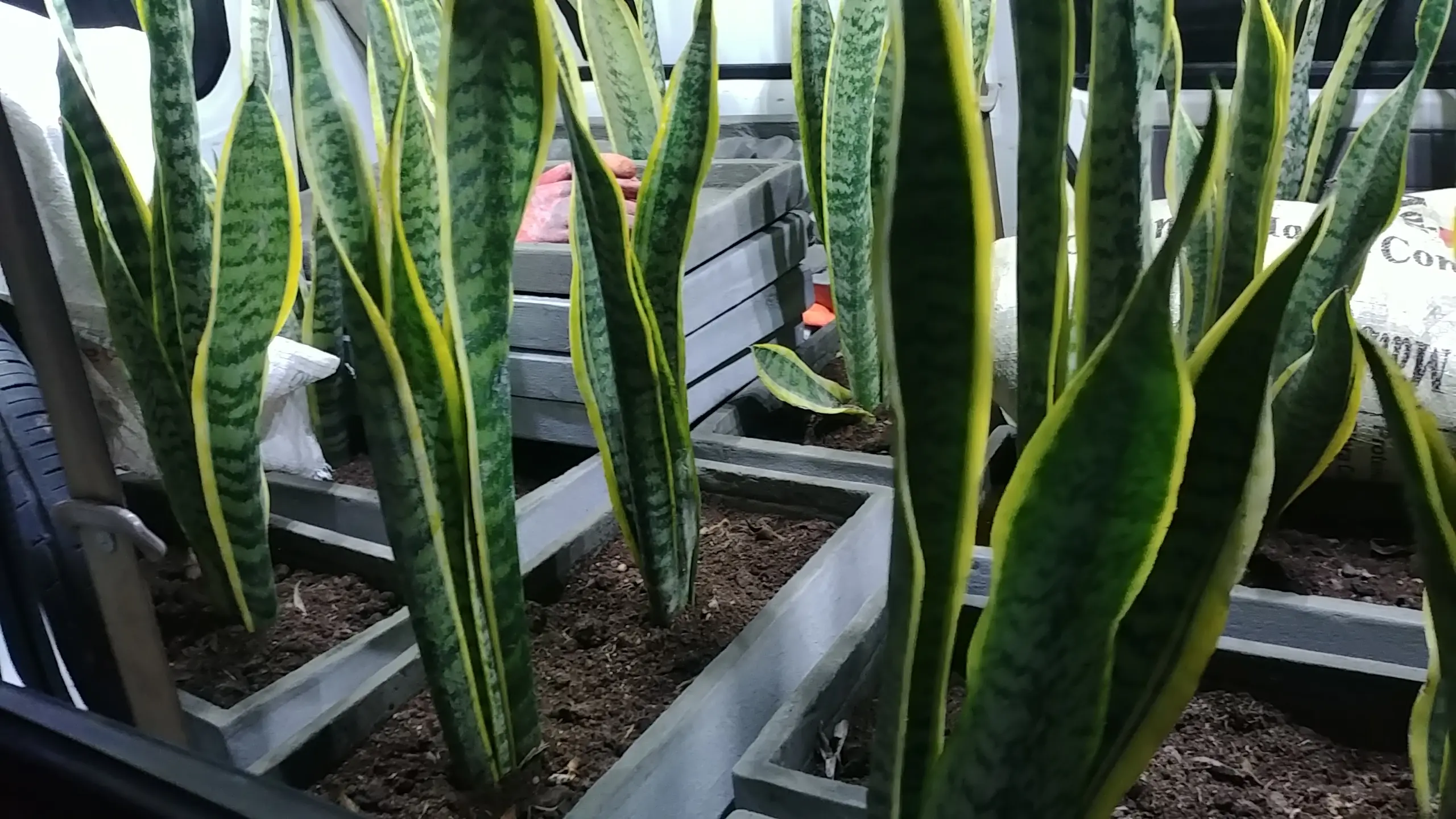 MACETAS DE CEMENTO PERU