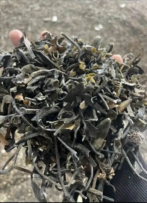 ALGAS MARINAS PERUVIAN EXPORT FROM PERU