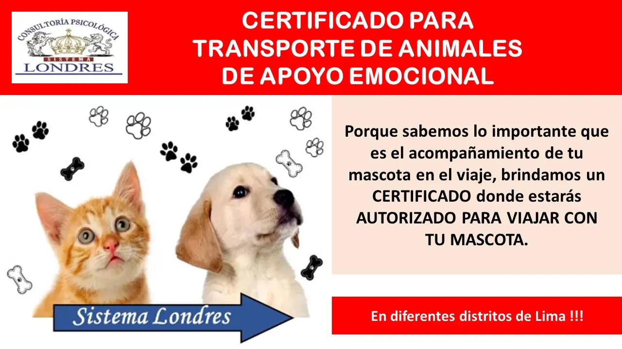  Viajar con tu mascota ahora es posible 