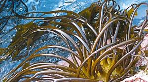 ALGAS MARINAS PERU EXPORT-SEAWEED PERU EXPORT