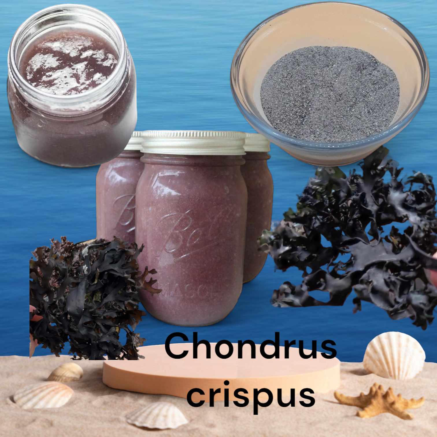 ALGAS MARINAS PERUVIAN EXPORT FROM PERU