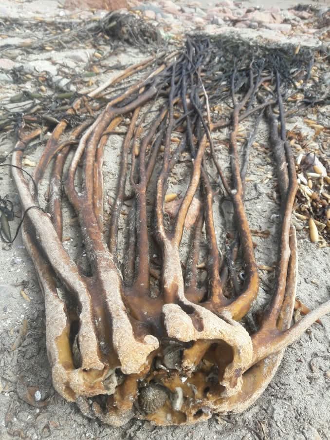 ALGAS MARINAS PERUVIAN EXPORT FROM PERU