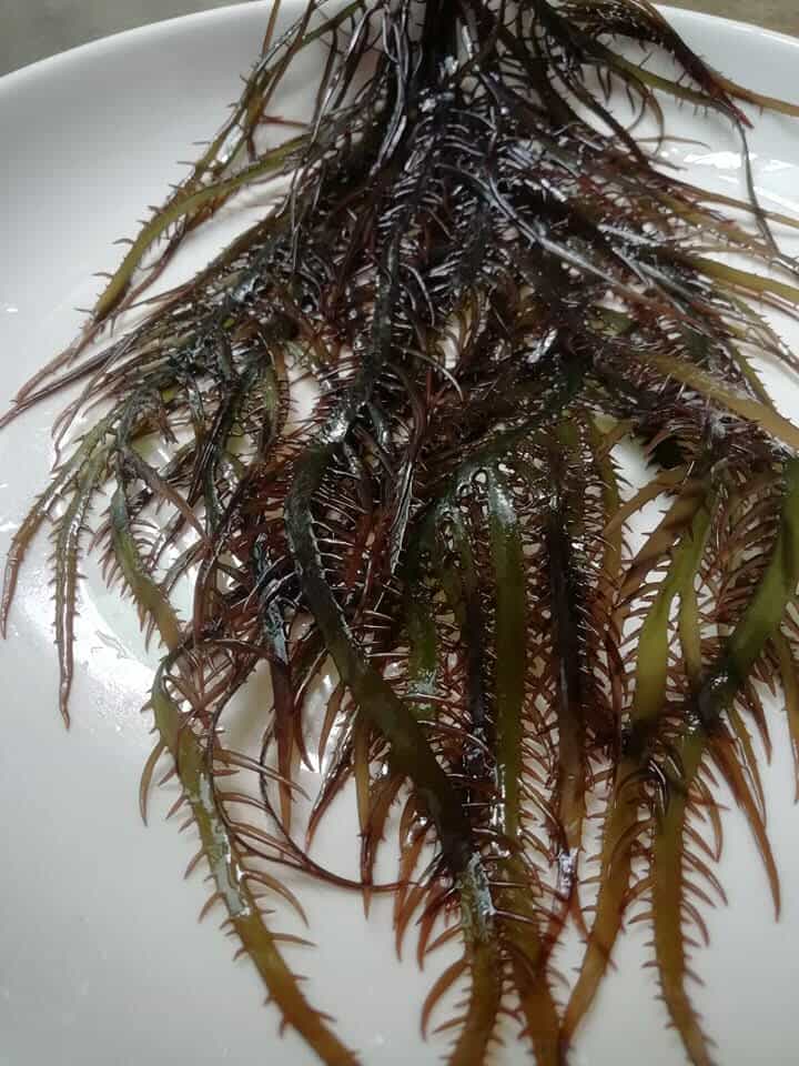 ALGAS MARINAS PERUVIAN EXPORT FROM PERU