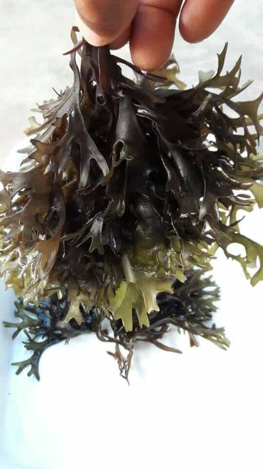 ALGAS MARINAS PERU EXPORT-SEAWEED PERU EXPORT