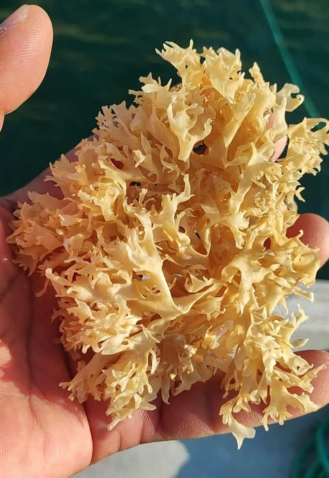 SEAWEED PERUVIAN EXPORT FROM PERU