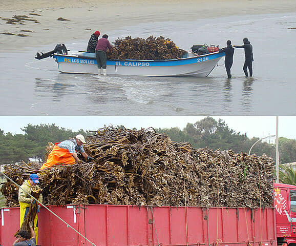 SEAWEED PERUVIAN EXPORT FROM PERU
